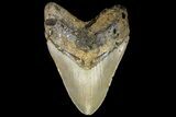 Fossil Megalodon Tooth - North Carolina #109786-2